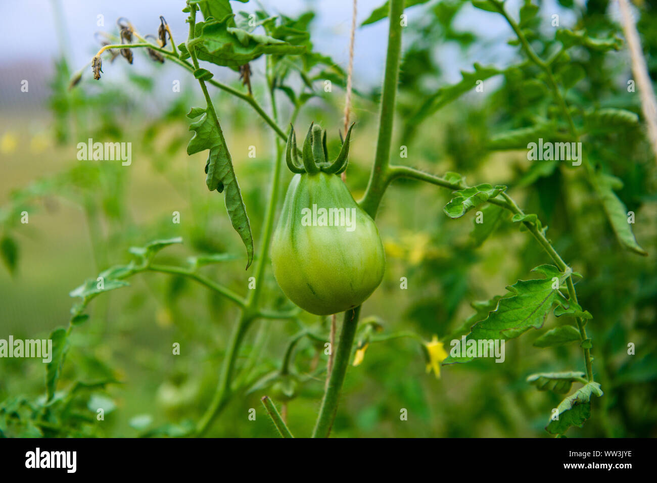 Unreife grüne Tomaten wachsen auf den Garten ausgestattet. Tomaten im Gewächshaus mit der grünen Früchte. Die grüne Tomaten auf einem Zweig. Stockfoto