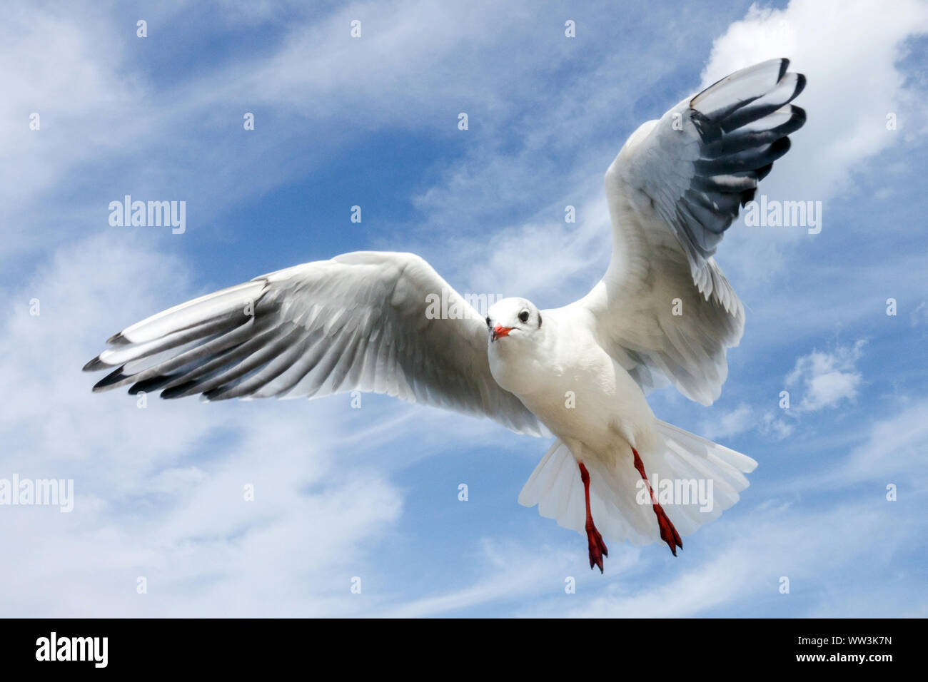 Lachmöwe, Larus ridibundus winter Gefieder, eine Möwe das Fliegen Stockfoto