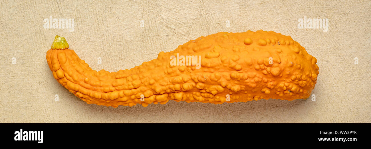 Kleine ornamentale Kürbis über handgefertigte strukturierte Rinde Papier, lange Banner Format, Herbst Ernte Konzept Stockfoto