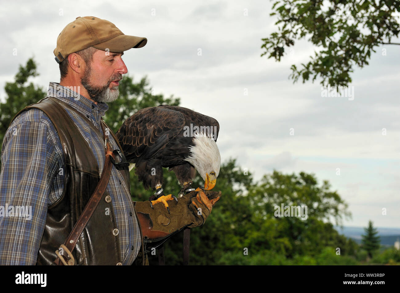 Weisskopfseeadler in Burg und Festung Regenstein Stockfoto