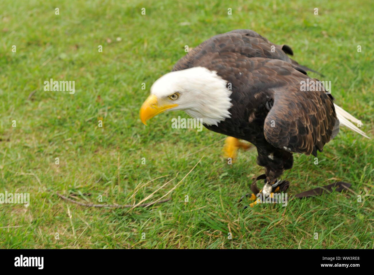 Weisskopfseeadler in Burg und Festung Regenstein Stockfoto