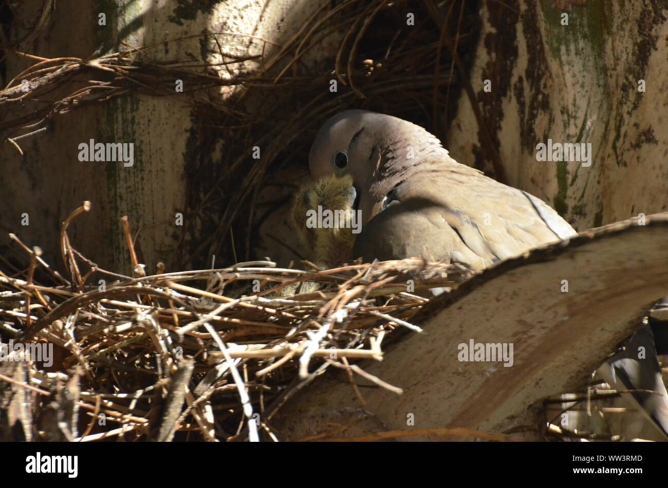 Vogel Pflege und Fütterung baby Vögel. Stockfoto