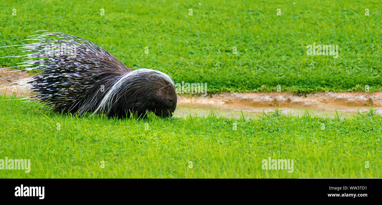 Stachelschweine sind große Nagetiere mit einem Mantel von scharfen Dornen oder Stacheln, die vor Fressfeinden schützen. Eine einzelne Porcupine Essen in eine Rasenfläche. Stockfoto