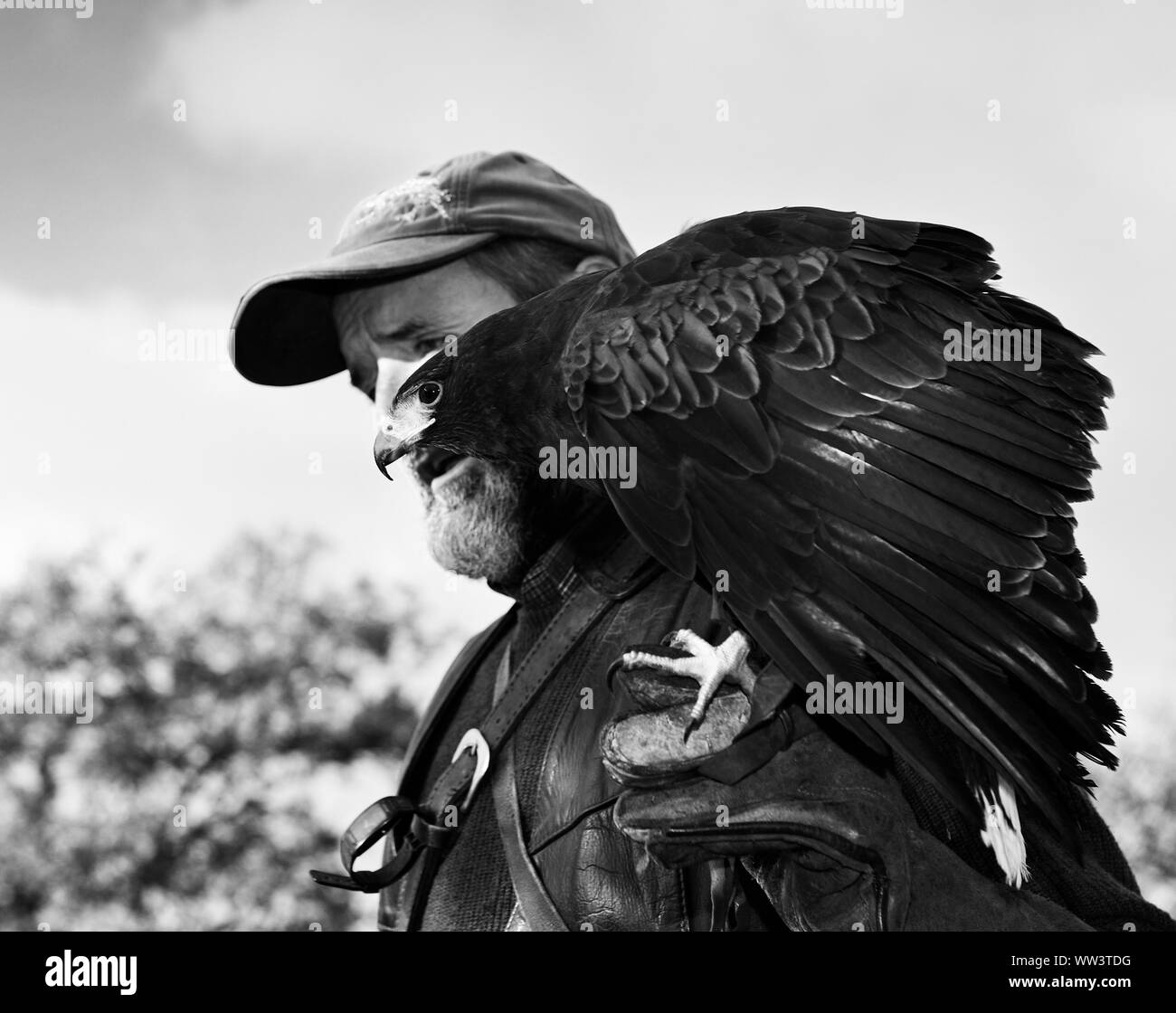 Falkner mit Falke im Falkenhof Harz, Burg und Festung Regenstein, Harz. Flug der Falcon, Falknerei Harz, Sachsen-Anhalt, Deutschland. Stockfoto