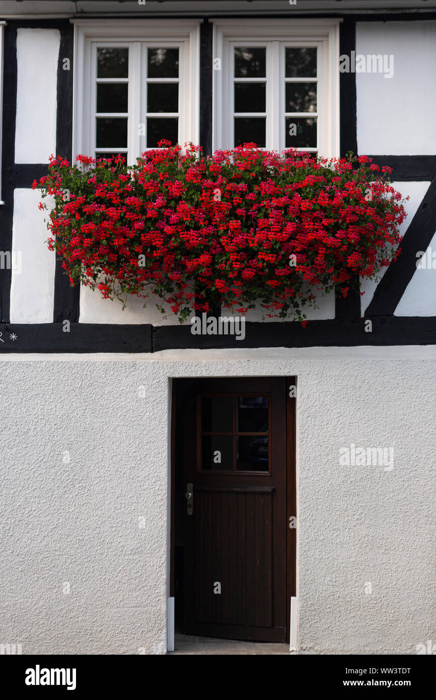 Architektonisches Detail der typischen Fachwerkhäuser Vakwerk Wohnungen im Kurort Grafschaft im Sauerland in Deutschland mit roten Blumen Dekor Stockfoto