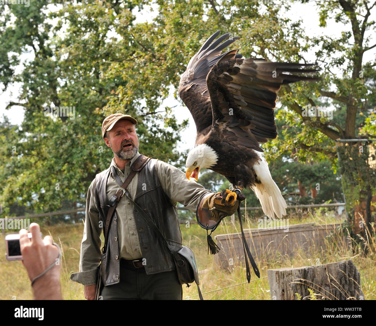 Weisskopfseeadler in Burg und Festung Regenstein Stockfoto