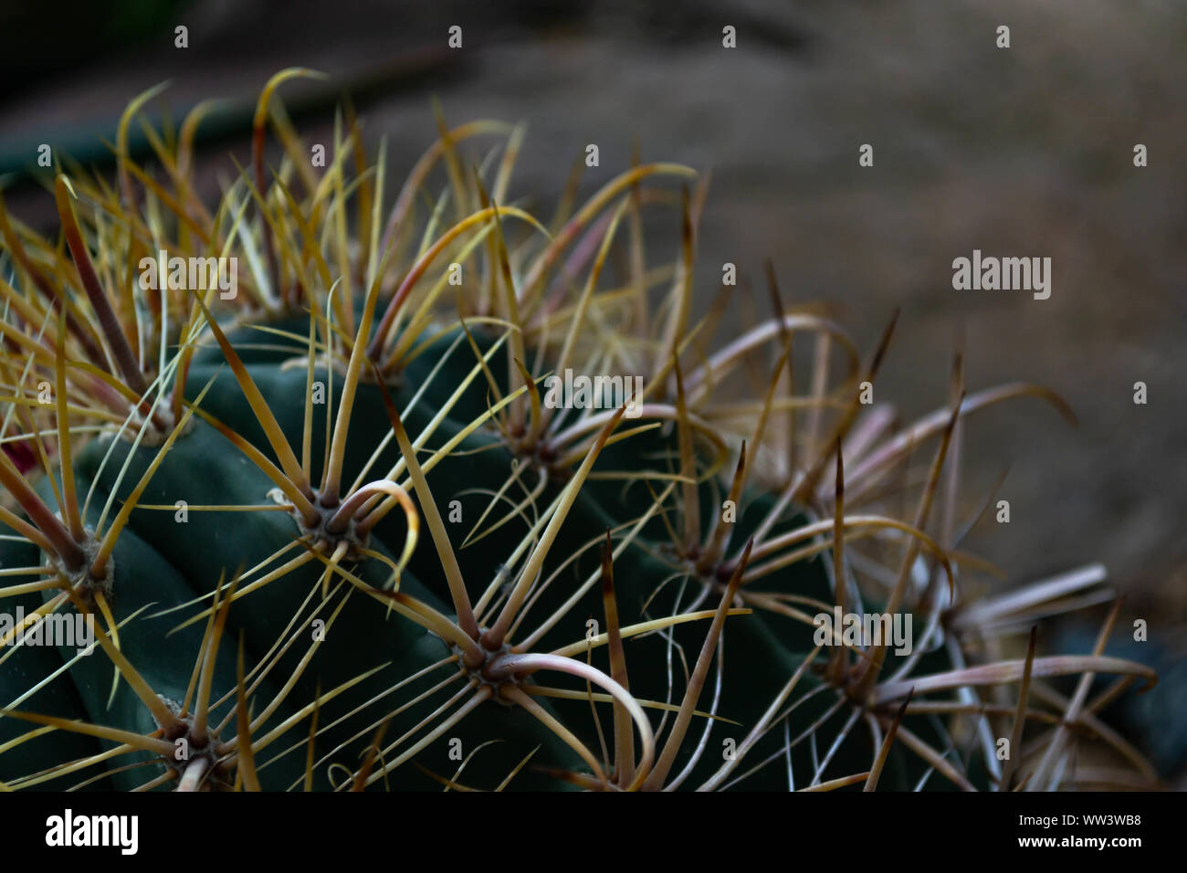 Eine Nahaufnahme der stacheligen Kaktus Stacheln Stockfoto