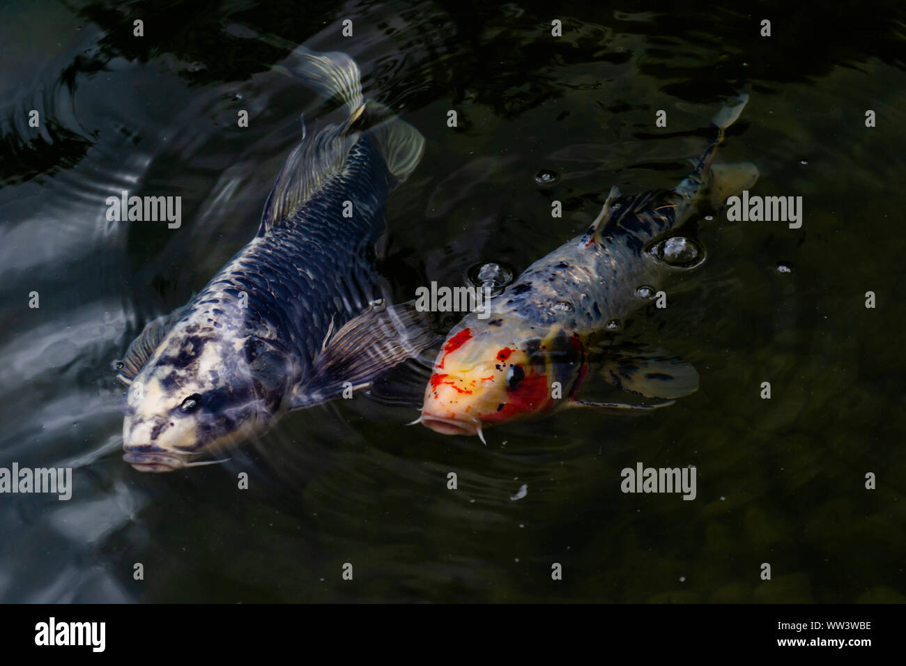 Dekorative Fische schwimmen nebeneinander in einem Teich Stockfoto