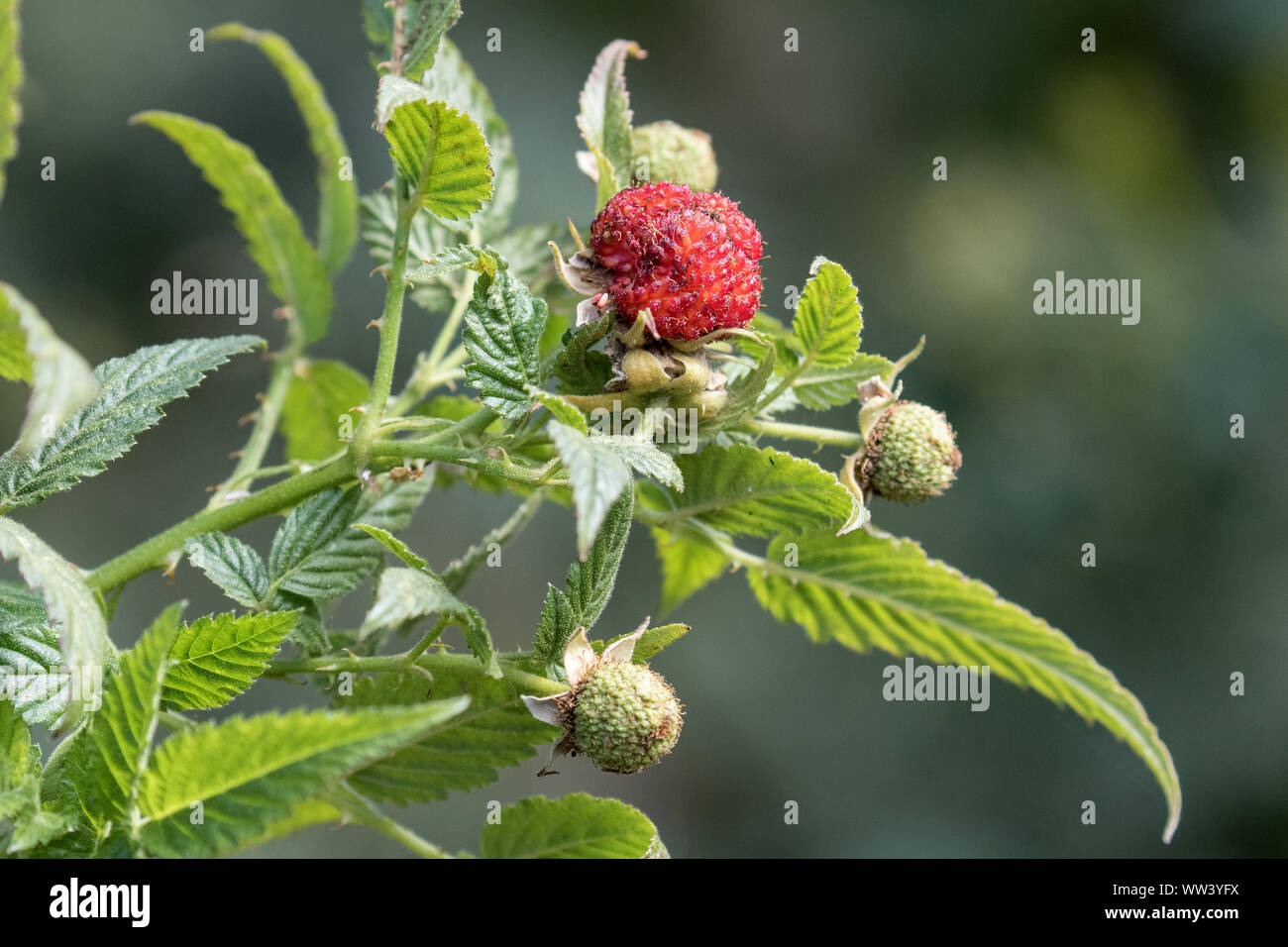 Australian Native Himbeere Anlage mit Beeren Stockfoto