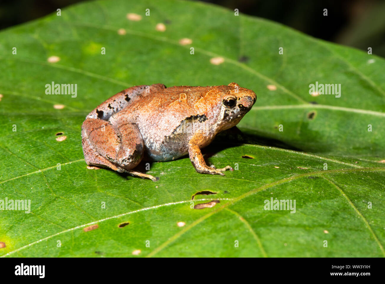 Borneo schmaler Mund Frosch - Microhyla borneensis Stockfoto