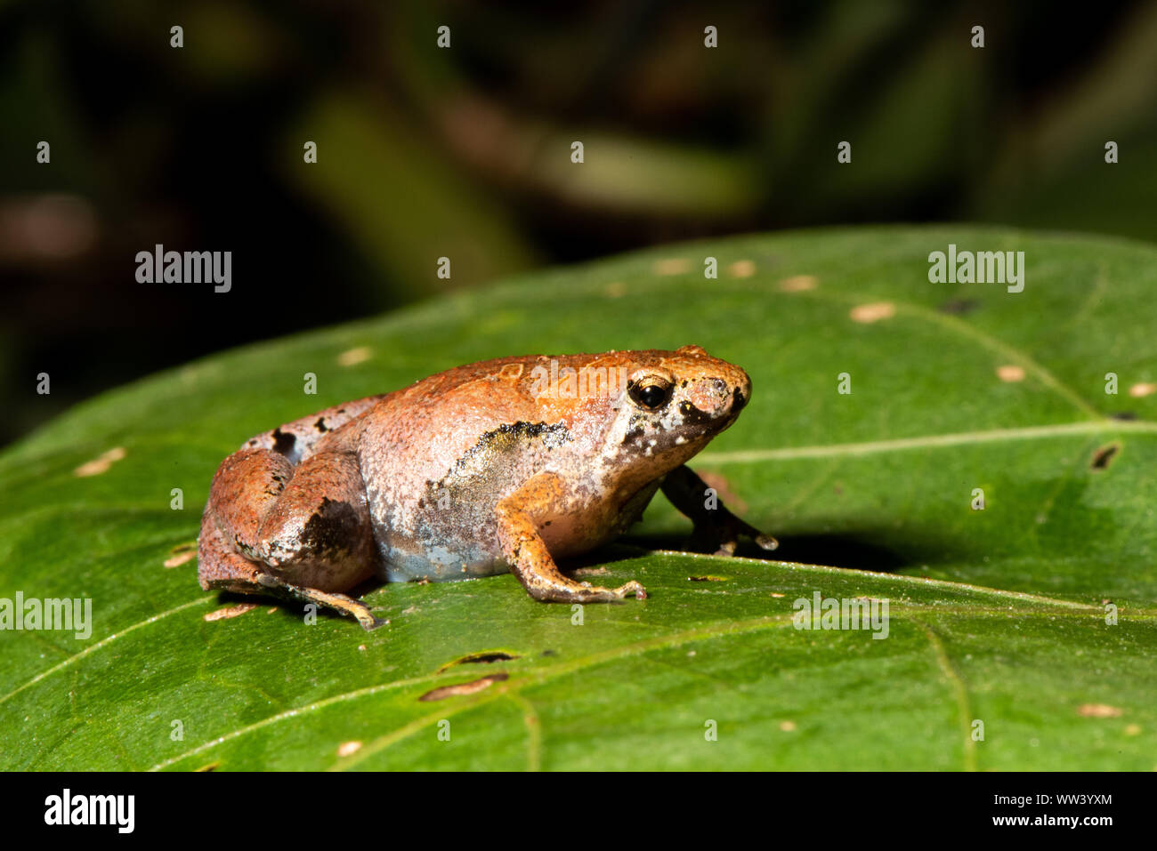 Borneo schmaler Mund Frosch - Microhyla borneensis Stockfoto