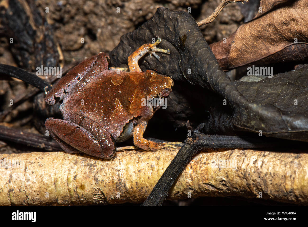 Im tropischen Wald von borneo ruhen kleine süße Frosche auf dem Blatt Stockfoto