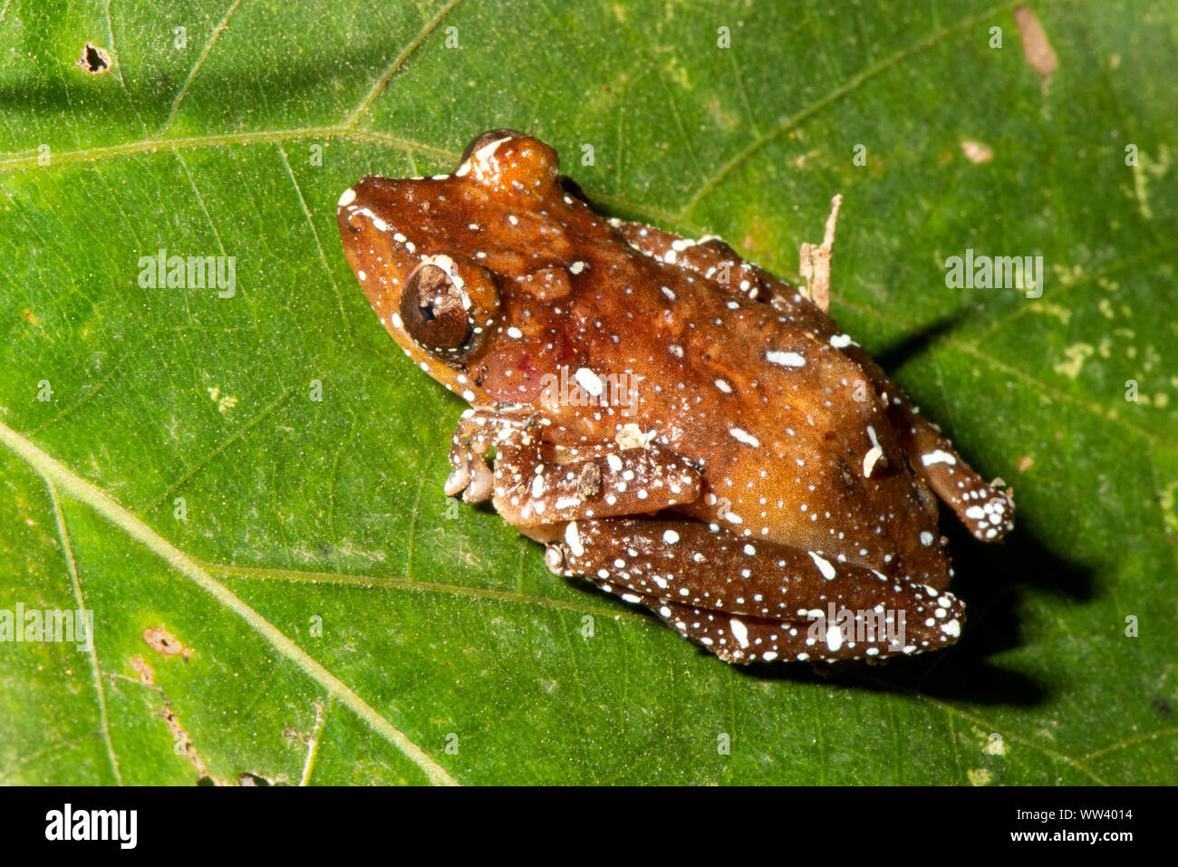Kleinen Niedlichen Frosch Rest am Blatt Stockfoto