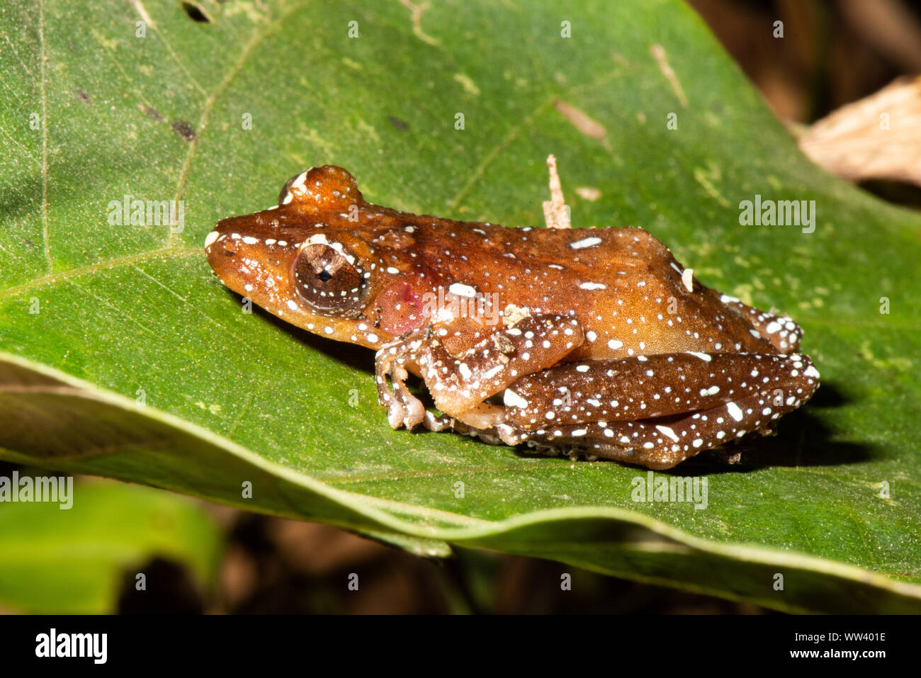 Kleinen Niedlichen Frosch Rest am Blatt Stockfoto