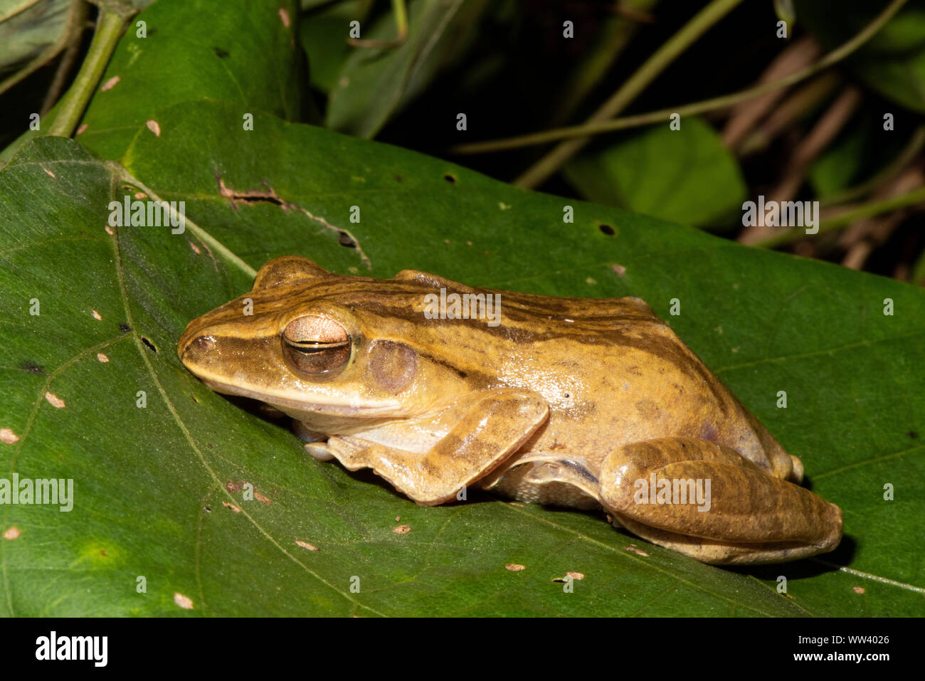 Kleinen Niedlichen Frosch Rest am Blatt Stockfoto