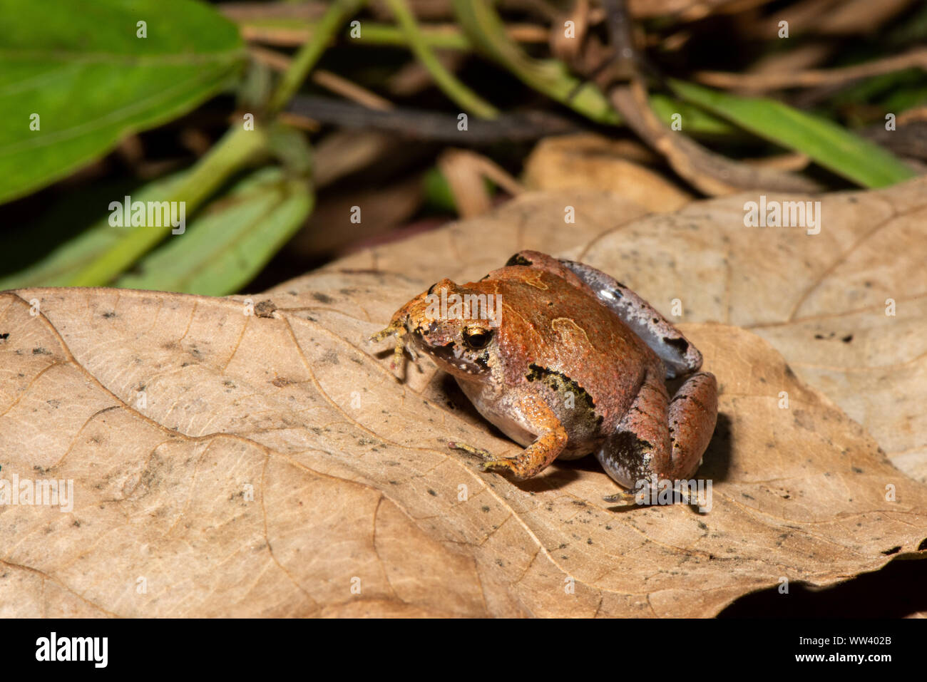 Borneo schmaler Mund Frosch - Microhyla borneensis Stockfoto