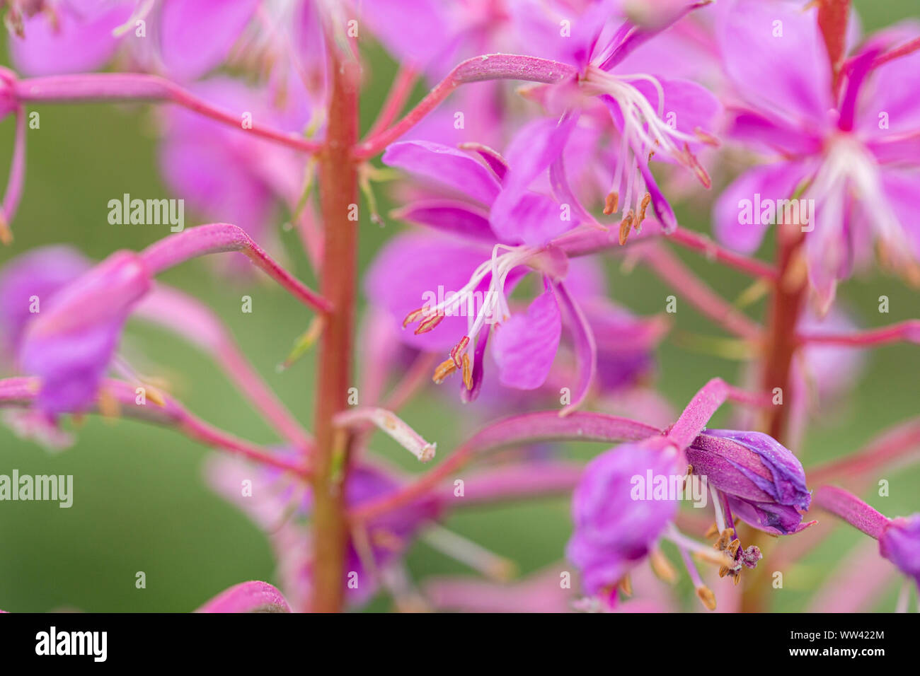 Feuerweed Blossom Nahaufnahme Makro-Shoot Stockfoto