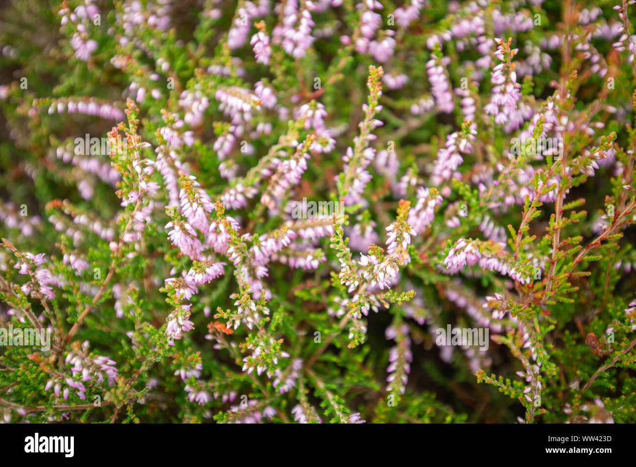 Blossom wild Heather auf die Hochlagen der Wiese. Von oben nach unten Makro schießen Stockfoto
