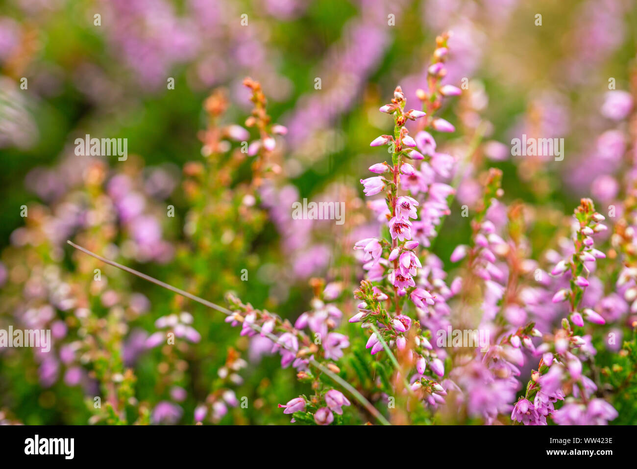 Blossom wild Heather auf die Hochlagen der Wiese. Nahaufnahme Makro Aufnahmen mit flachen DOF Stockfoto