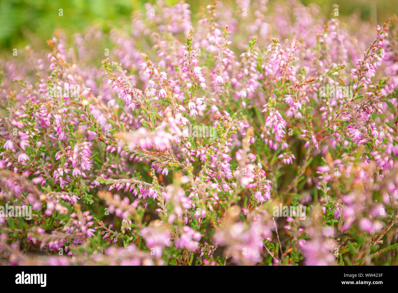 Blossom wild Heather auf Berggebiete Wiese, in der Nähe mit verschwommenen Hintergrund Stockfoto