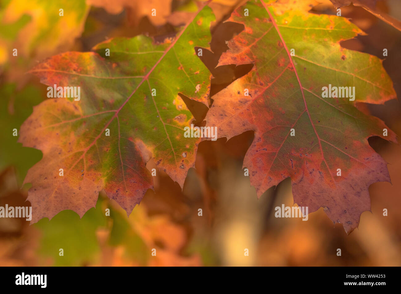 Hell Grün, Braun, Rot und Orange farbige amerikanische Eiche (Quercus rubra) Blätter im Herbst Saison Stockfoto