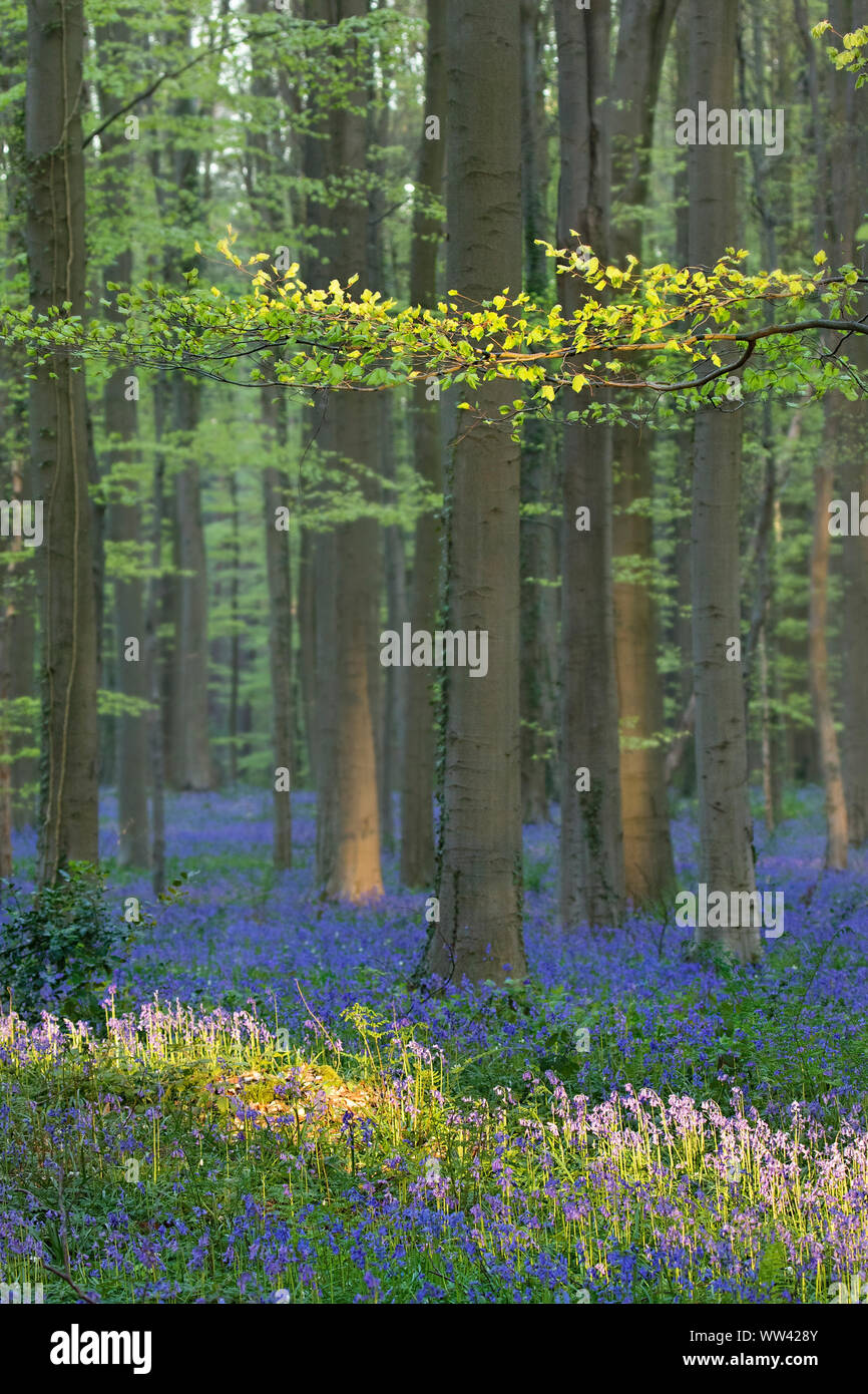 Schöne Glockenblumen wachsen und der Waldboden im Wald Hallerbos für ein paar Wochen im Frühjahr. Belgiens touristische Attraktion. Lila Stockfoto