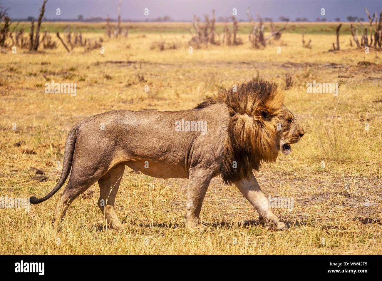 Close-up Seitenansicht eines männlichen Löwen hinter der Kamera, mit seiner langen Mähne weht im Wind. Stockfoto