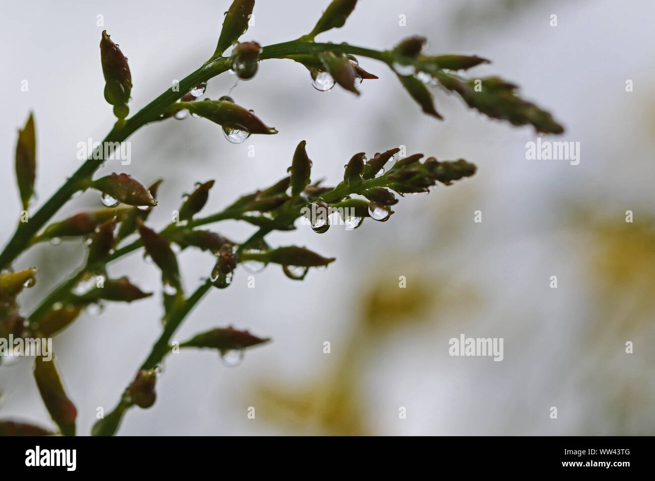 Wassertropfen auf Blüten auf einem Besen bush Latin cytisus Scoparius oder spachianus im Frühling in Italien Stockfoto