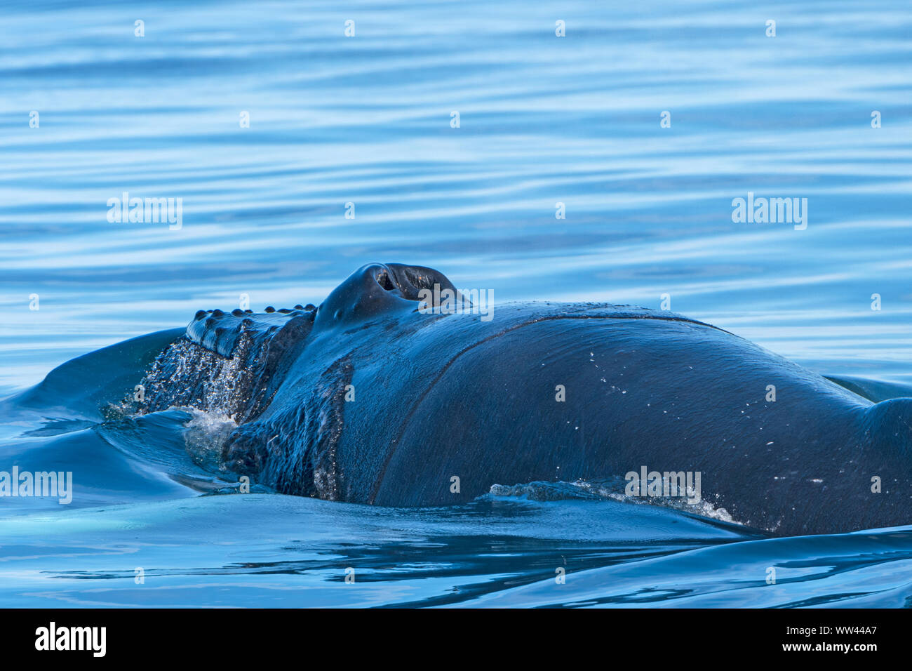 Nahaufnahme eines Buckelwals Kopf und Blowhole in der Nähe von Húsavík, Island Stockfoto