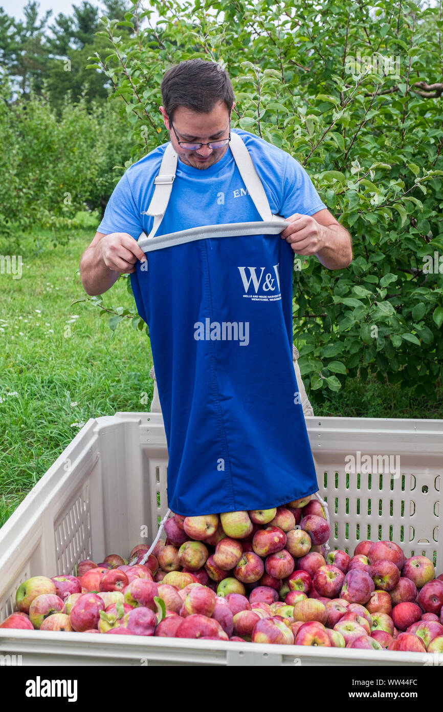 Menschen pflücken Äpfel inan Apple Orchard Stockfoto