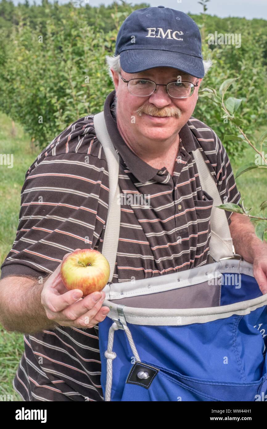Menschen pflücken Äpfel inan Apple Orchard Stockfoto