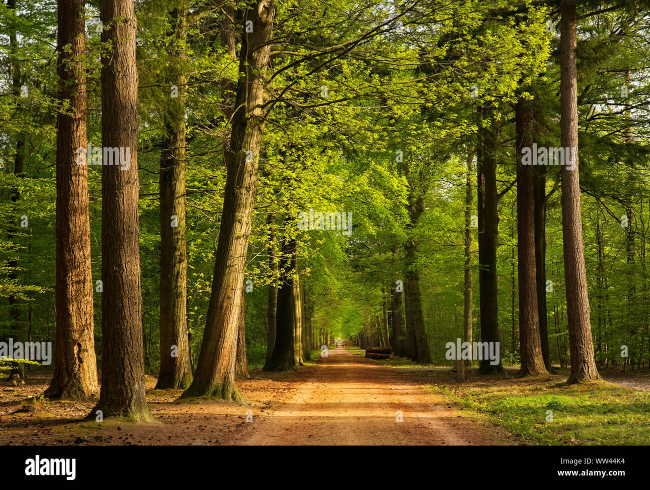 Straße durch den Wald am Abend mit spät Sonne auf den Bäumen. Alten Wald in Europa. Neue Feder Grüns. Stockfoto