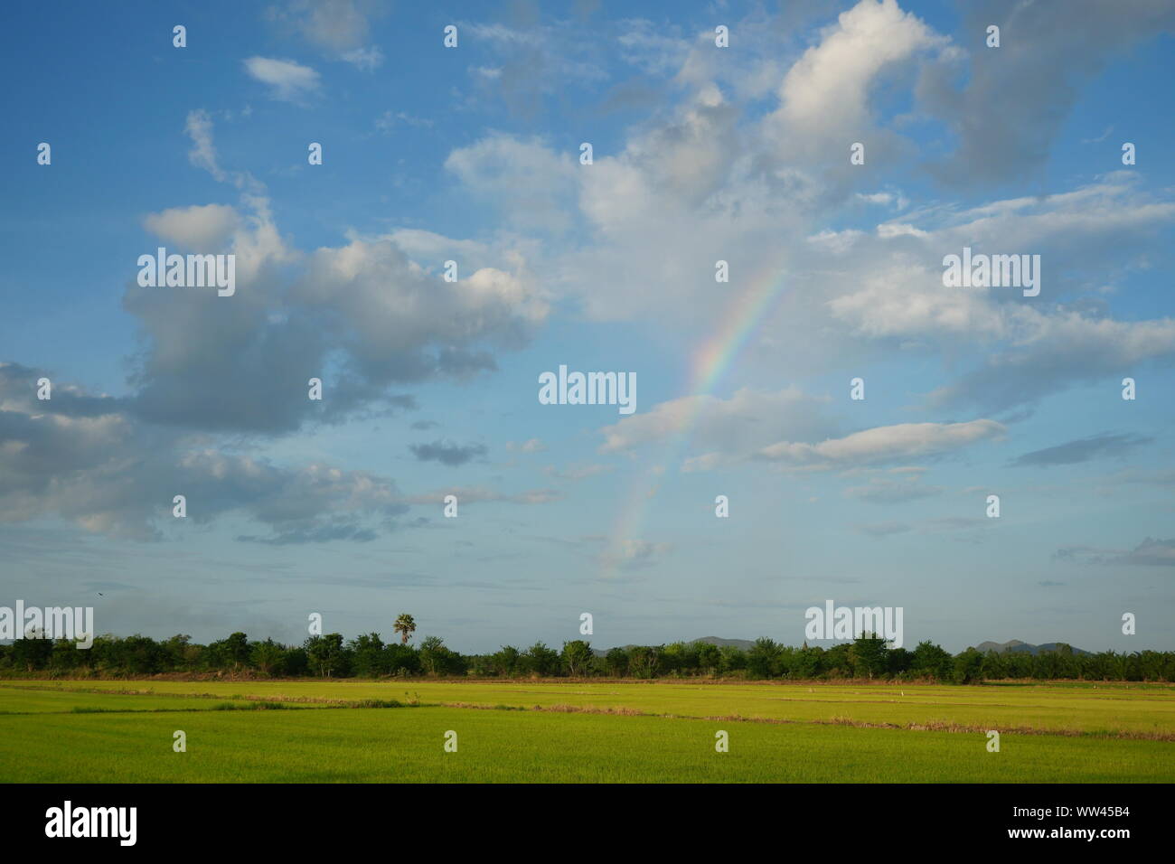 Rainbow mit Cumulus Cloud auf der schönen blauen Himmel, grüne Reisfelder Erntegut mit der Landwirtschaft in Thailand Stockfoto