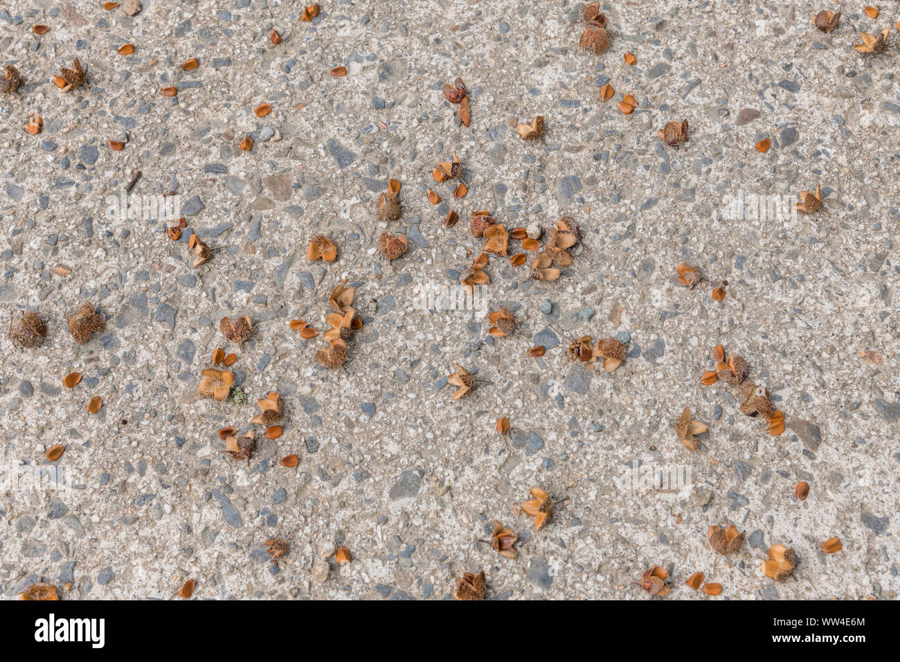 Detail an den Früchten der Buche/Fagus sylvatica auf dem Boden. Jede Stacheligen äusseren Schale enthält 2' buche Masten" (nuts) in jeder Shell. Essbar. Stockfoto