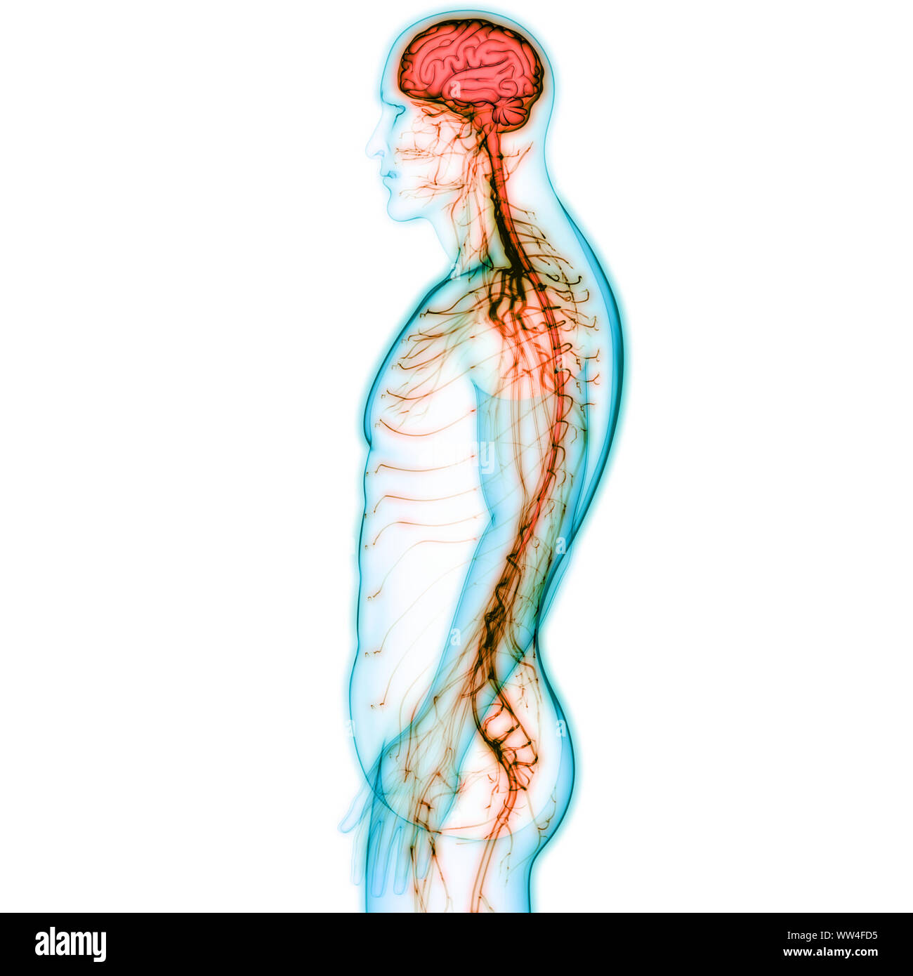 Zentrale Organ des menschlichen Nervensystems Anatomie des Gehirns Stockfoto