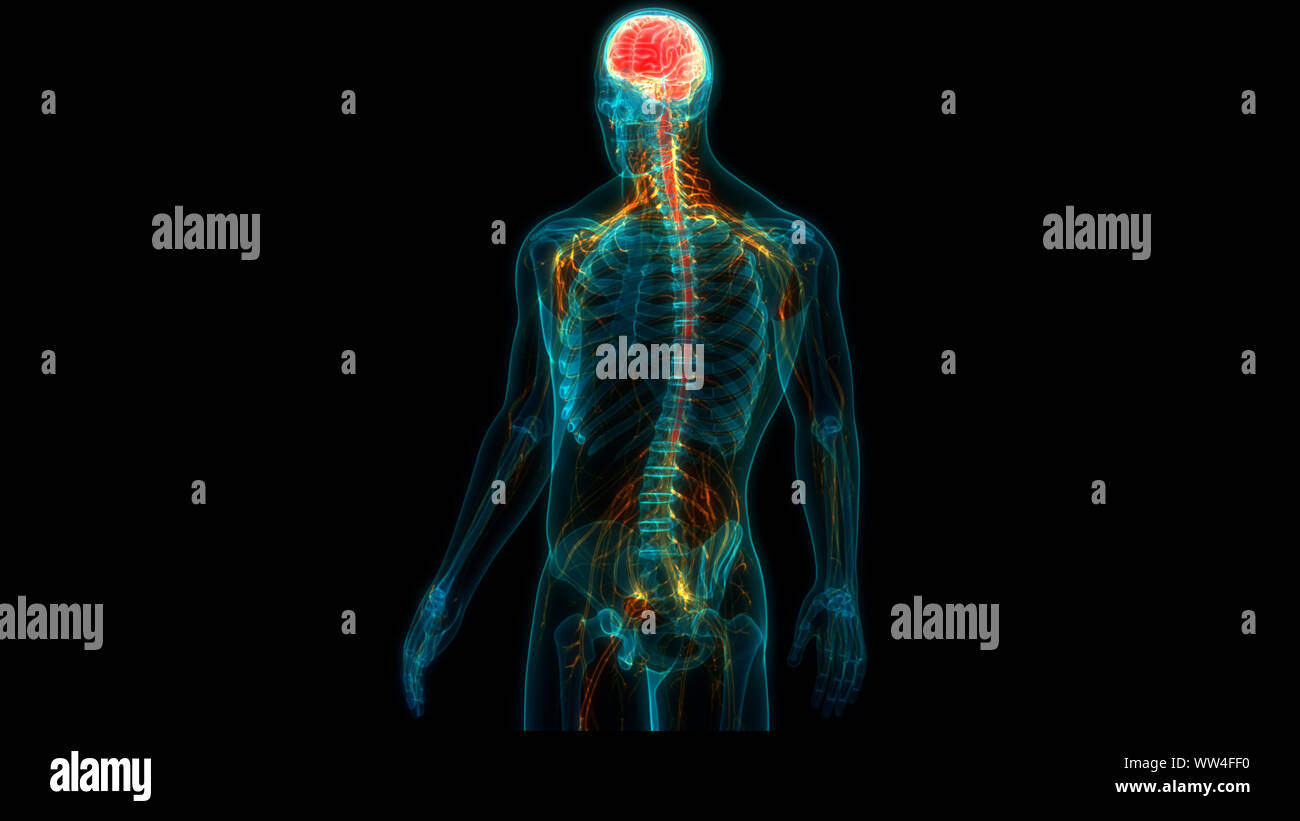 Zentrale Organ des menschlichen Nervensystems Anatomie des Gehirns Stockfoto