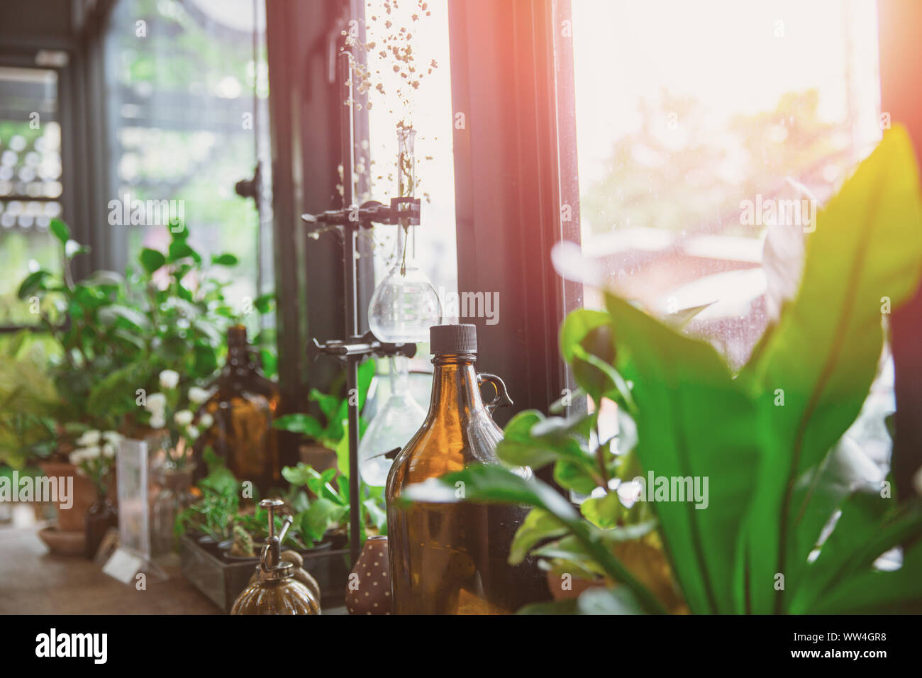 Grüne Pflanze indoor cafe Dekoration mit natürlichen Blatt und Wissenschaft Instrument an den Fenstern Stockfoto