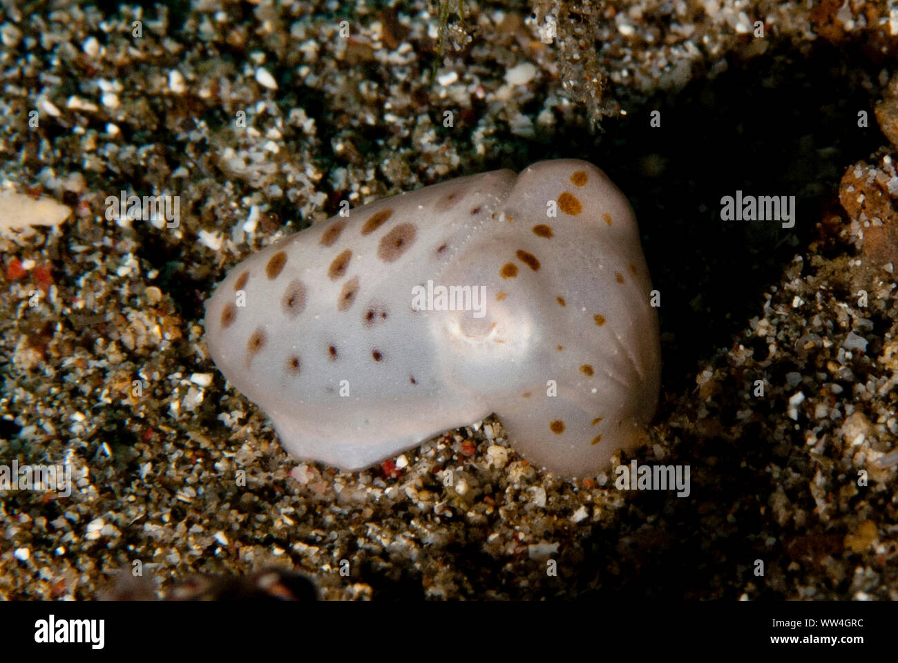 Broadclub Cuttlefish, Sepia latimanus, juvenile mit Flecken, Pantai Parigi Tauchplatz, Lembeh Straits, Sulawesi, Indonesien Stockfoto