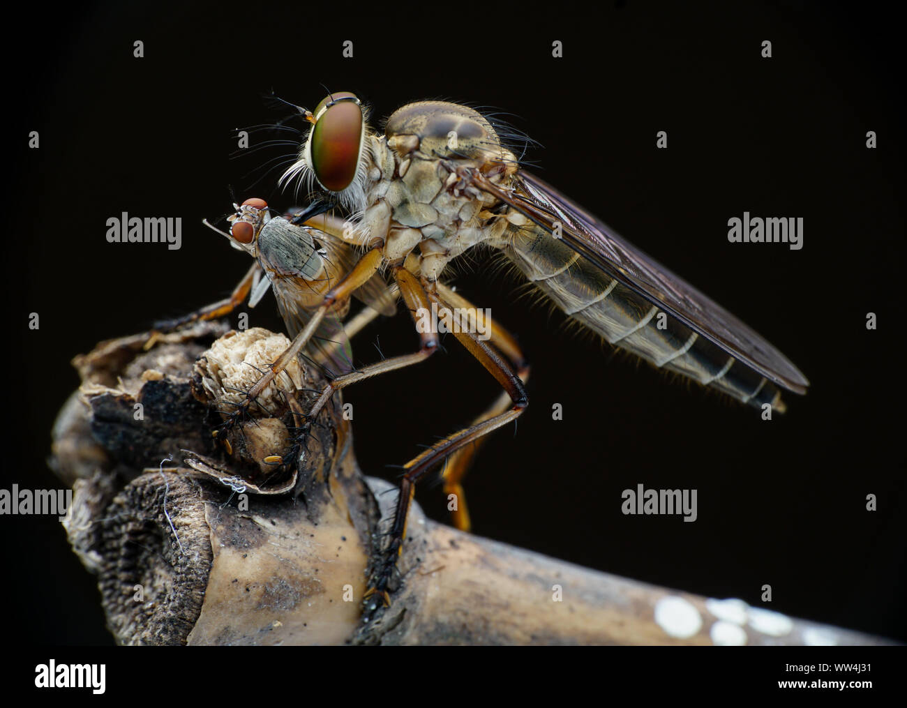 Mini Robberfly mit Beute Stockfoto