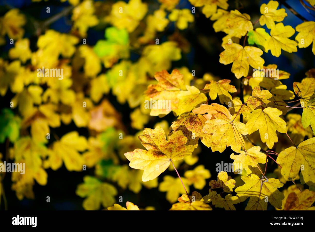 Herbstliche Ahornblätter Stockfoto