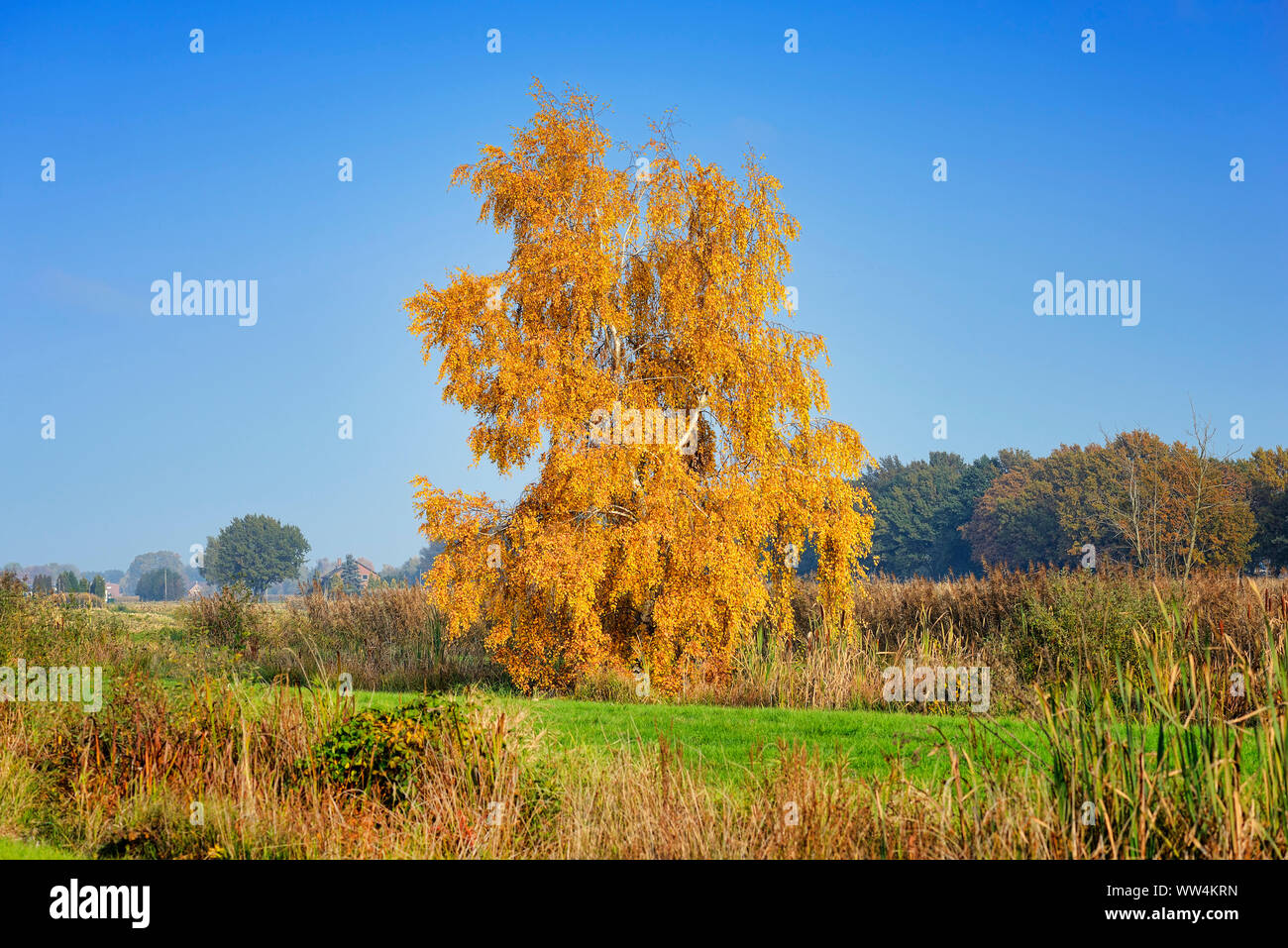 Herbstlich gefärbte Birke in das Naturschutzgebiet in Kirchwerder, Hamburg, Deutschland, Europa Stockfoto