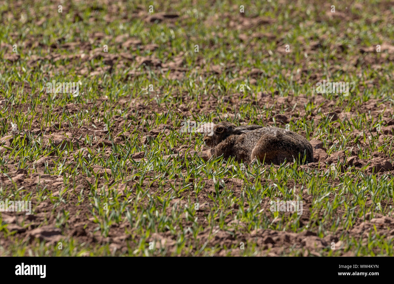 Europäische Feldhase, Lepus europaeus, im landwirtschaftlichen Bereich im Frühjahr. Stockfoto