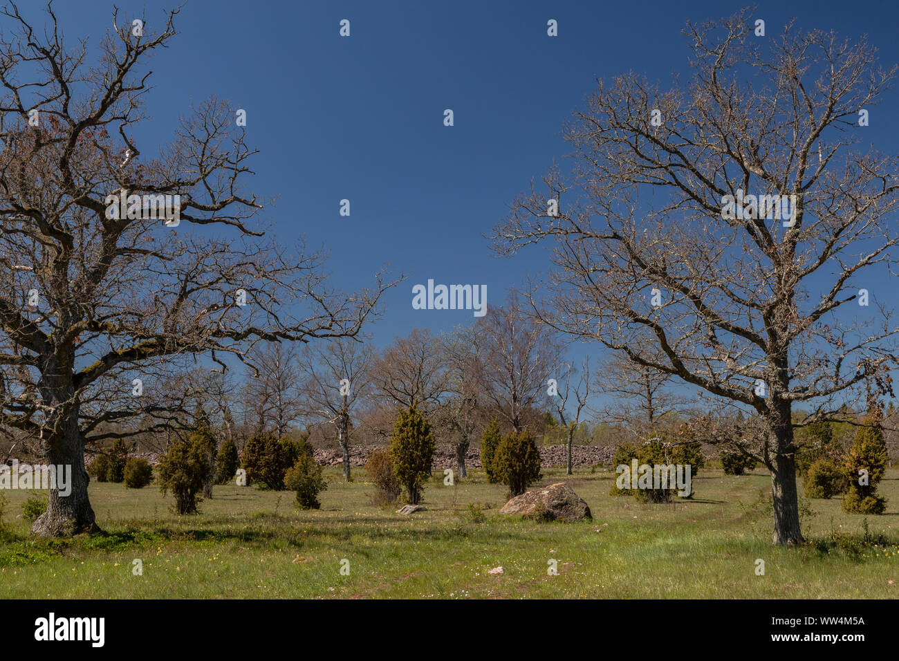 Park- und Grasland, mit Eichen und gemeinsamen Wacholder, um die Ruinen der Ismantorp, einer alten Ringfort, Insel Öland, Schweden. Stockfoto