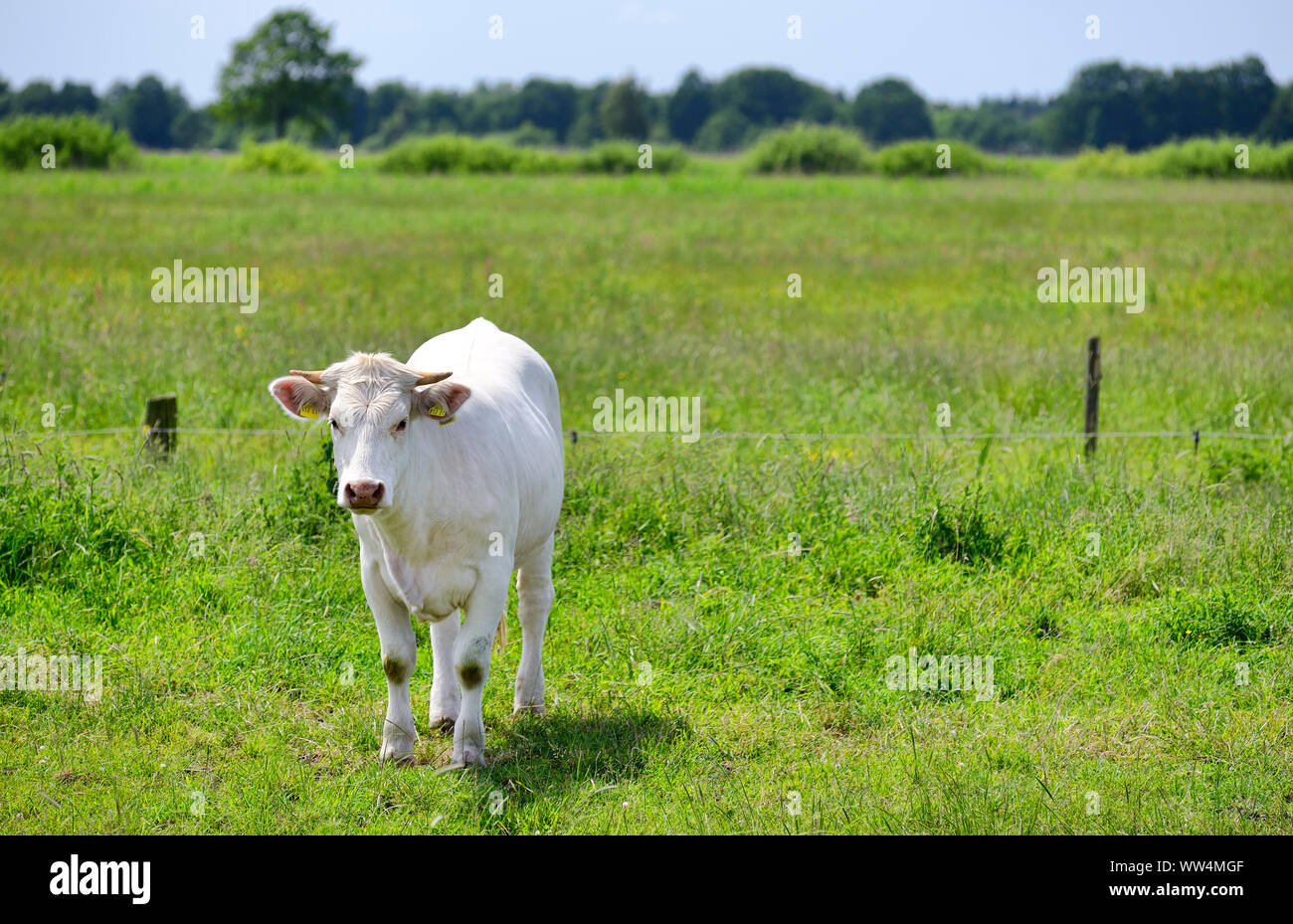 Junge Rinder im Naturschutzgebiet Kirchwerder Wiesen in Hamburg, Deutschland, Europa Stockfoto