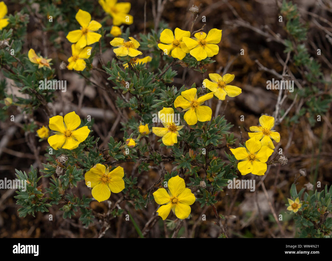 Strauchigen Cinquefoil, Dasiphora fruticosa, in der Blume auf trockenem Pflaster aus Kalkstein. Stockfoto