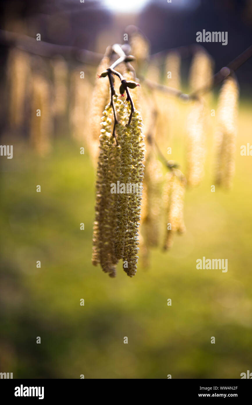 Haselnuss catkin Stockfoto