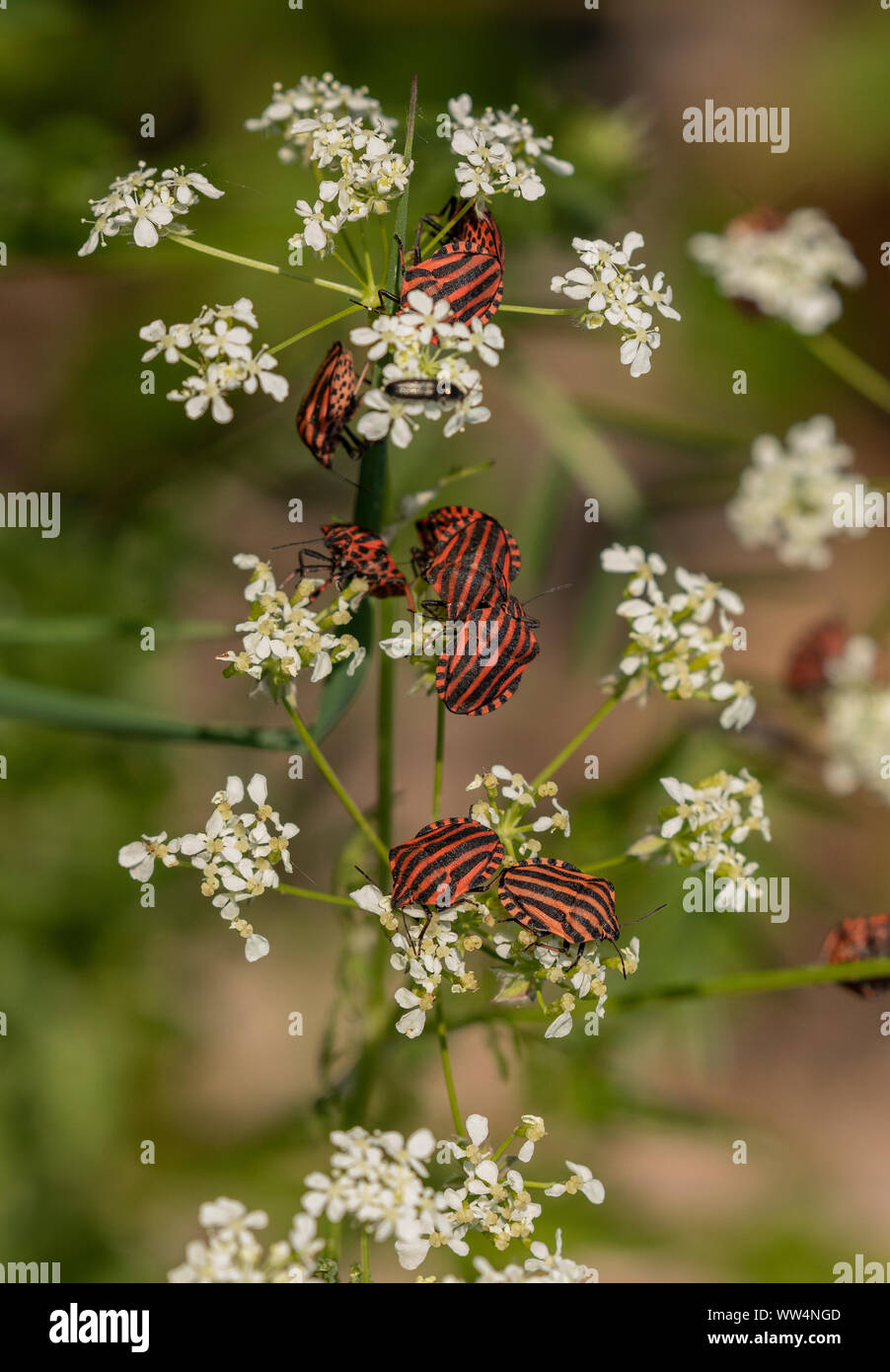 Gestreifte Schild bugs, Graphosoma Italica, in Gruppen im Frühjahr auf umbellifer, Schweden. Stockfoto