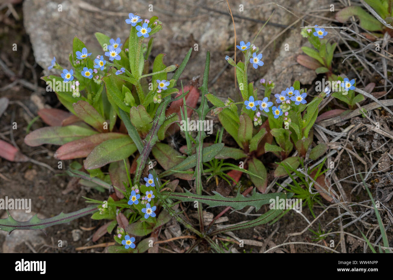 Getuftete Vergißmeinnicht, Myosotis laxa, in der Blume in feuchten Wiesen. Stockfoto