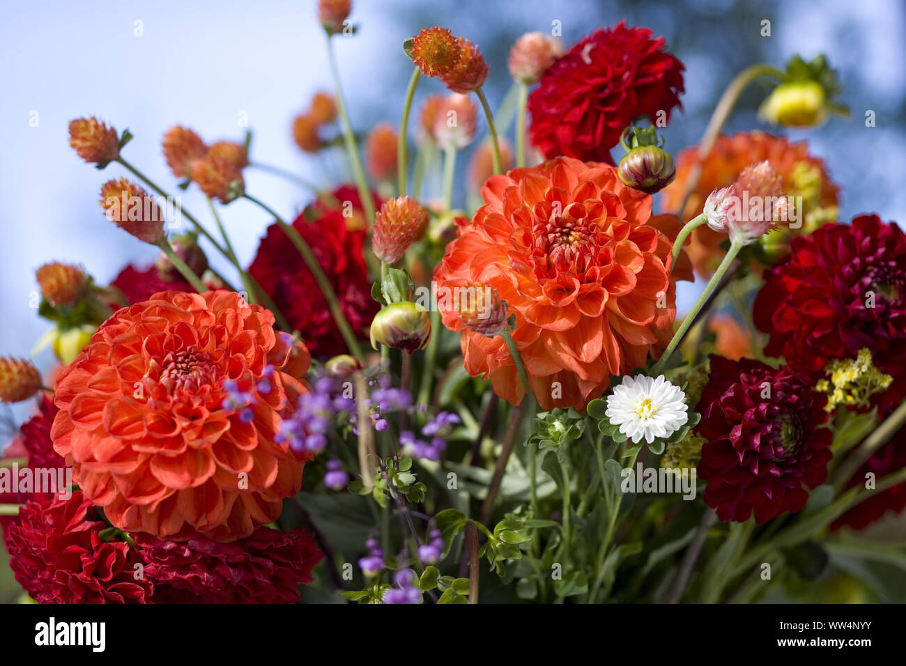 Bouquet mit roten Dahlien Stockfoto