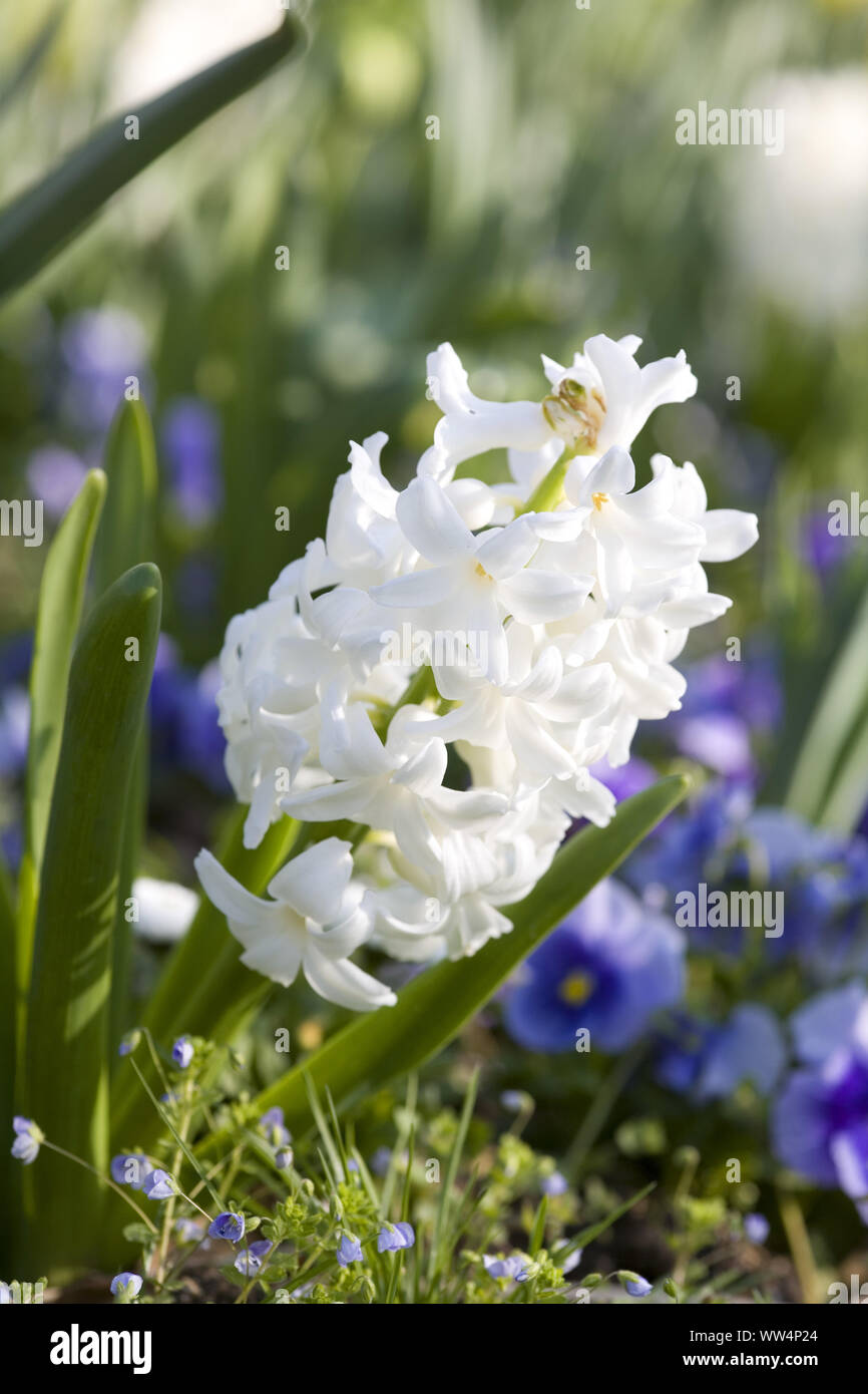 Weiße Hyazinthen im Blumenbeet Stockfoto